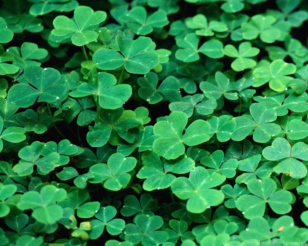 Desktop Wallpapers · Gallery · Nature · Clover