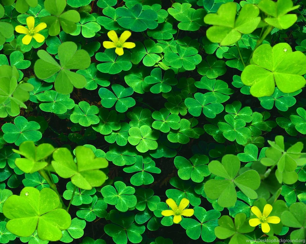 Clover Backgrounds Done By Createdwithpassion On DeviantArt