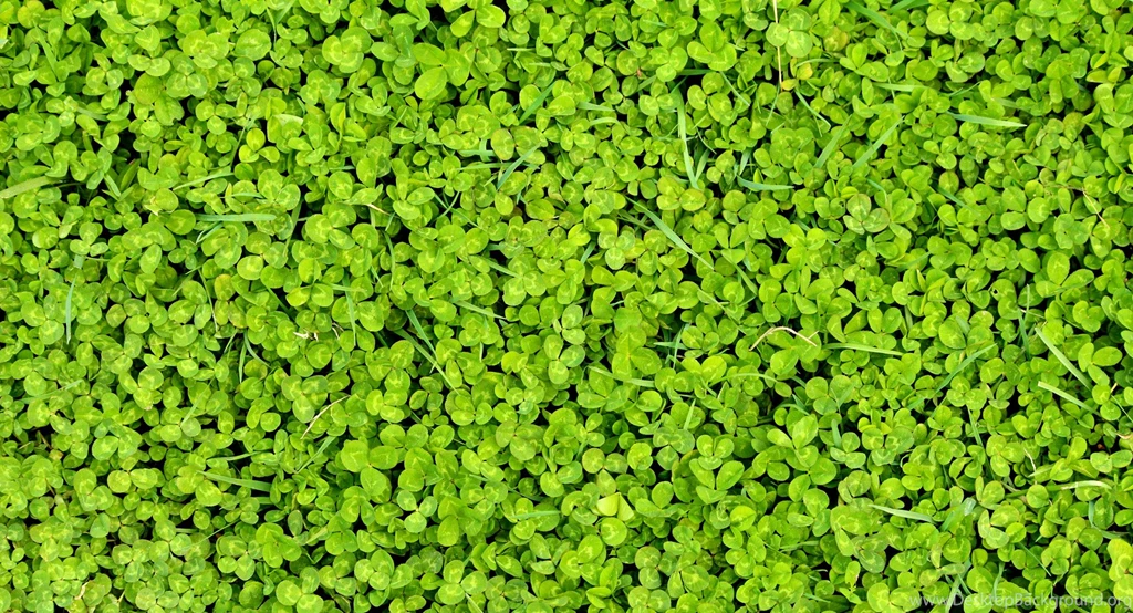 Clover Backgrounds Free Stock Photo HD Public Domain Pictures