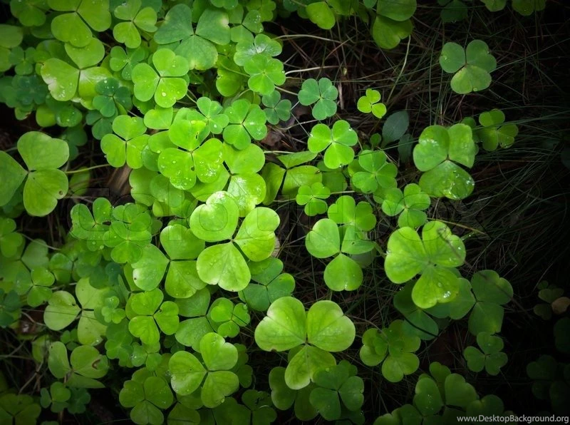 Wild Fresh Green Clover Backgrounds Texture