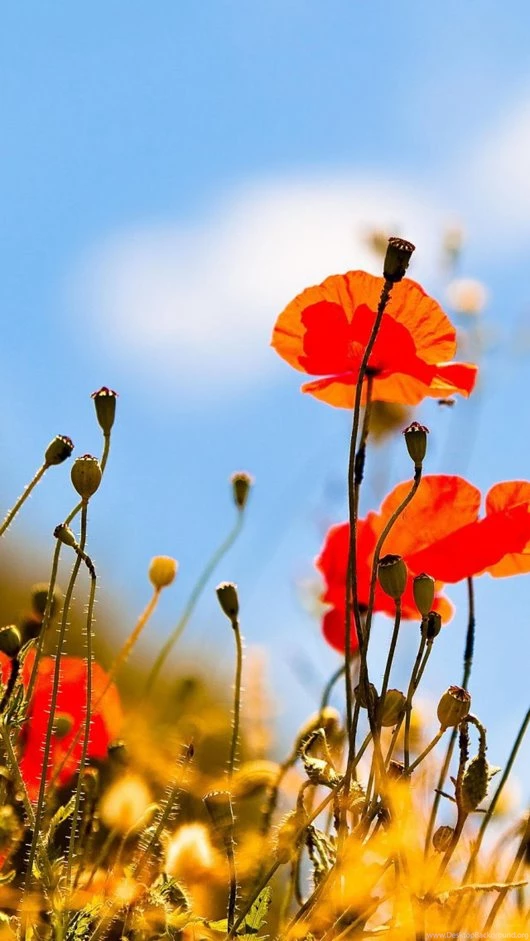 Fine looking IPhone5 Summer Wallpapers   Dzinepress