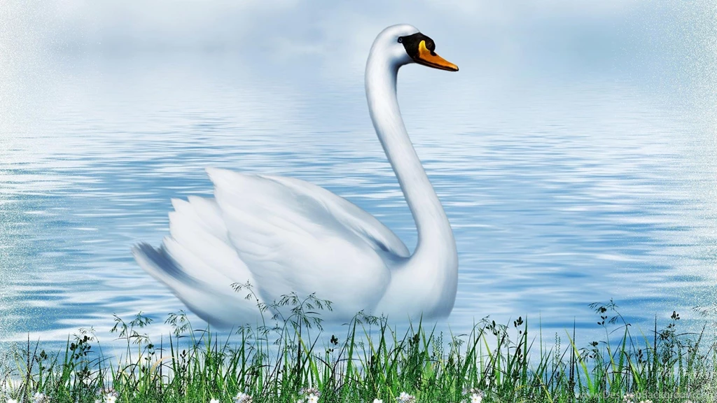Swan So Fine >> HD Wallpaper, Get It Now!