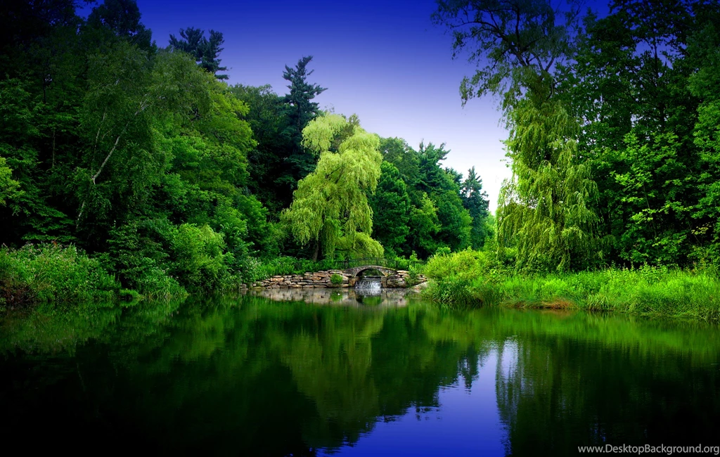 Green Forest Backgrounds Wide Wallpapers