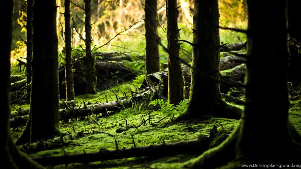 Wallpapers hd desktop beautiful green forest floor