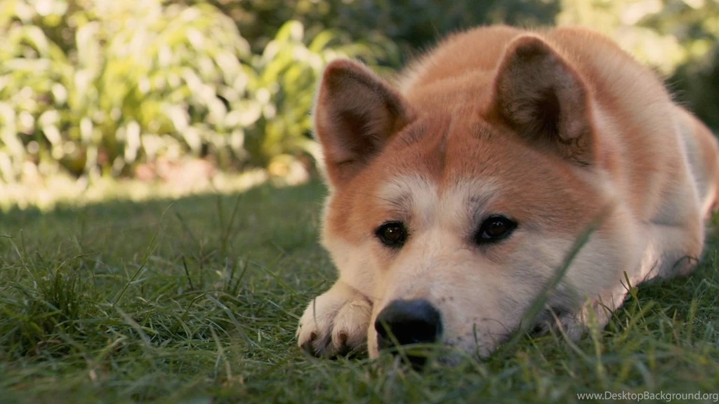 Shiba Inu Wallpapers Wallpapers Zone