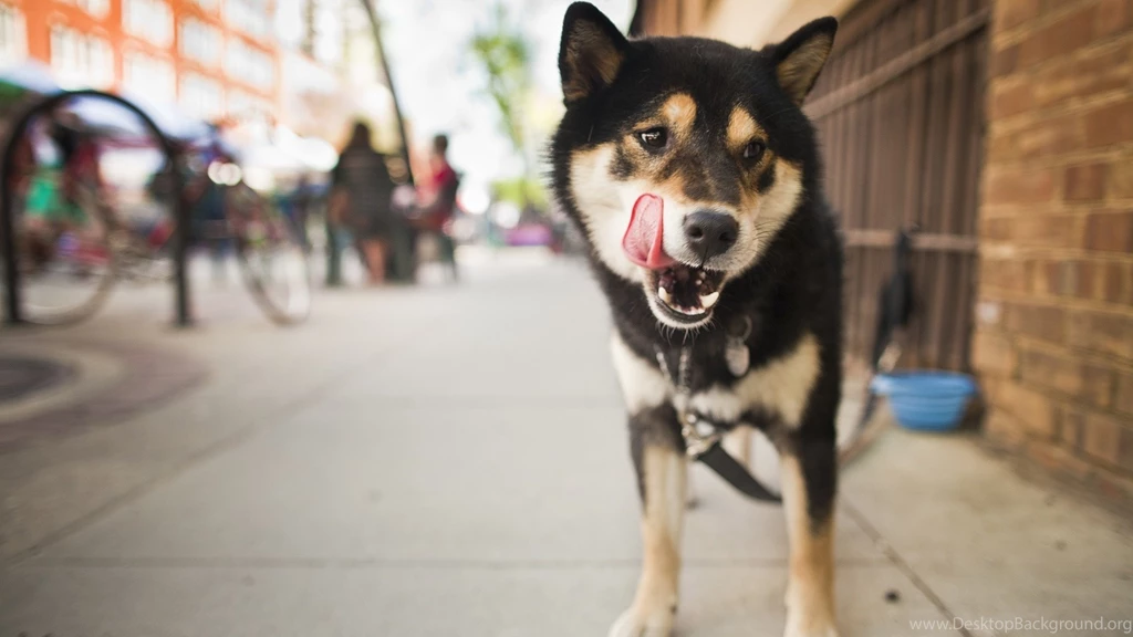 1920x1080 Shiba Inu Close up Desktop PC And Mac Wallpapers