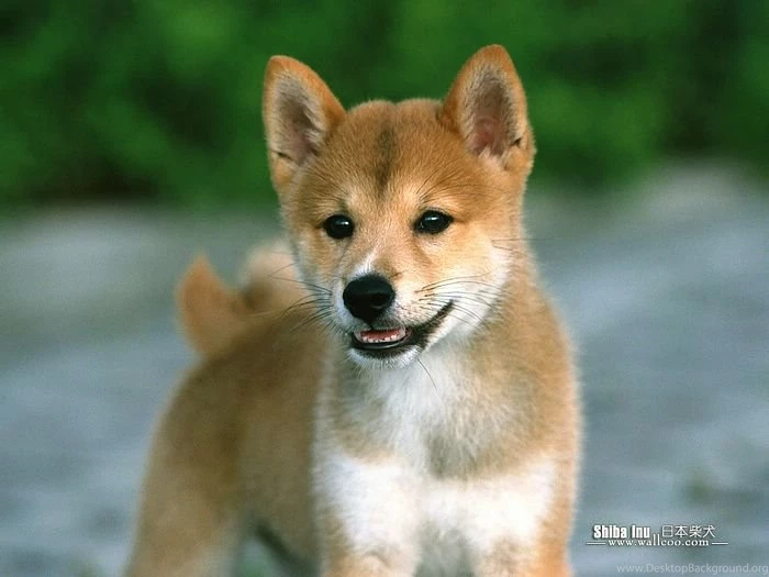 Cuddly Puppies Japanese Shiba Inu Puppy Wallpapers Wallcoo.net