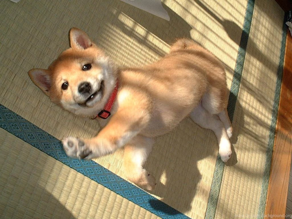 High Quality Shiba Inu Wallpapers