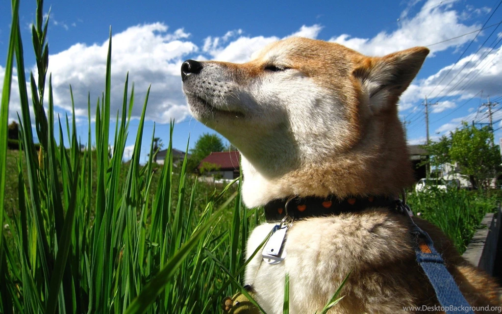Shiba Inu Wallpapers For Samsung Galaxy Tab S 10.5