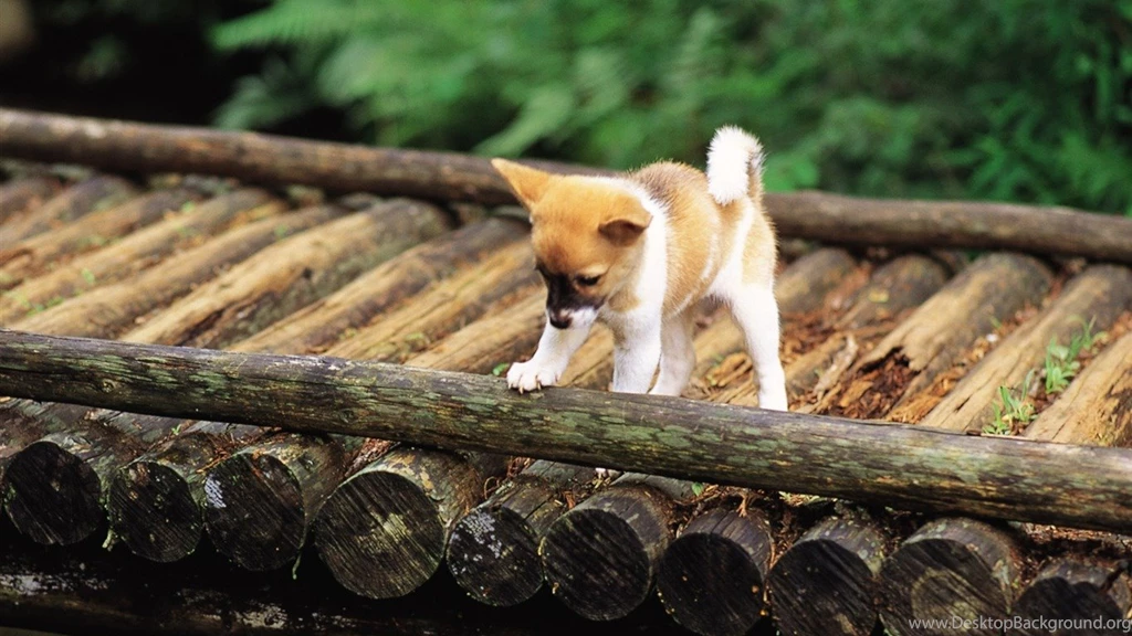 Cute Shiba Inu Puppy On A Bridge Lovely Puppies 1366x768 ...
