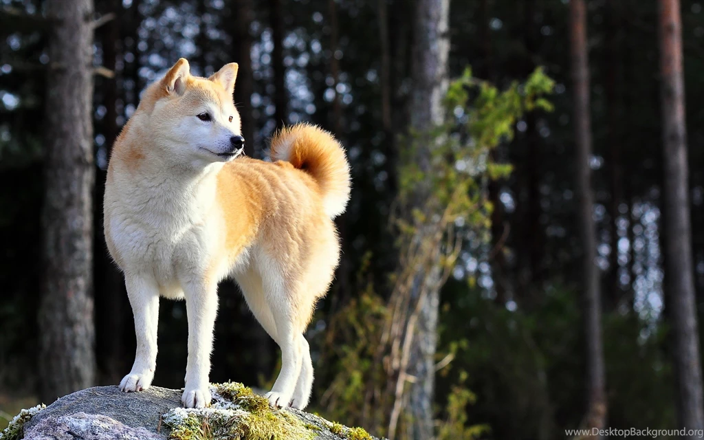 Animals: Shiba Inu Rock Dog Phone Wallpapers For High Resolution ...