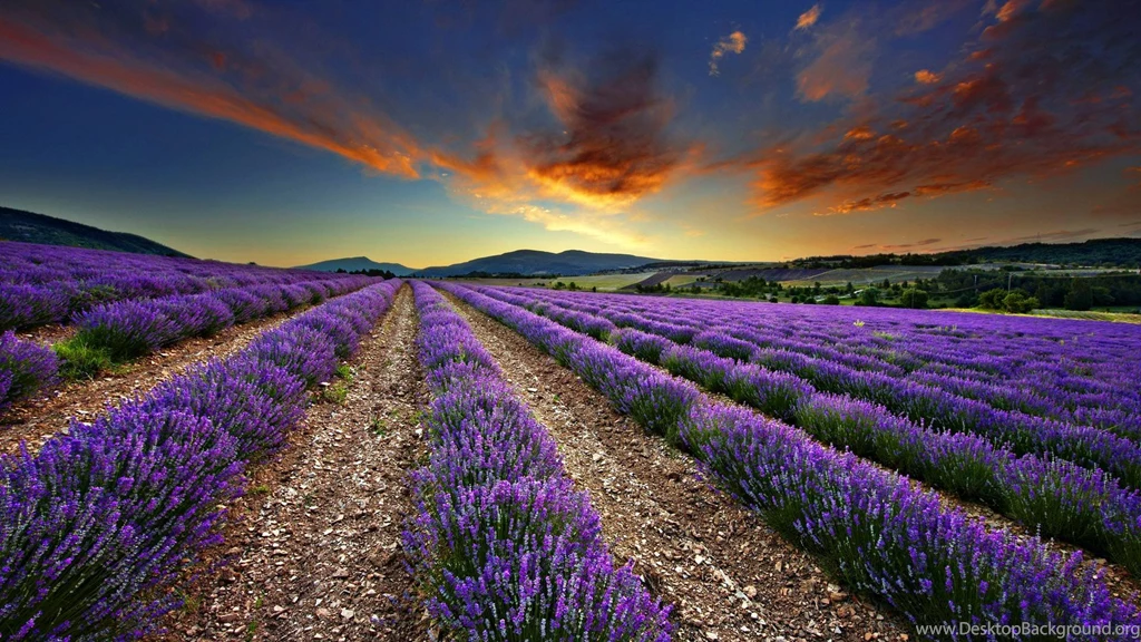 Lavender Wallpapers Wallpapers Cave
