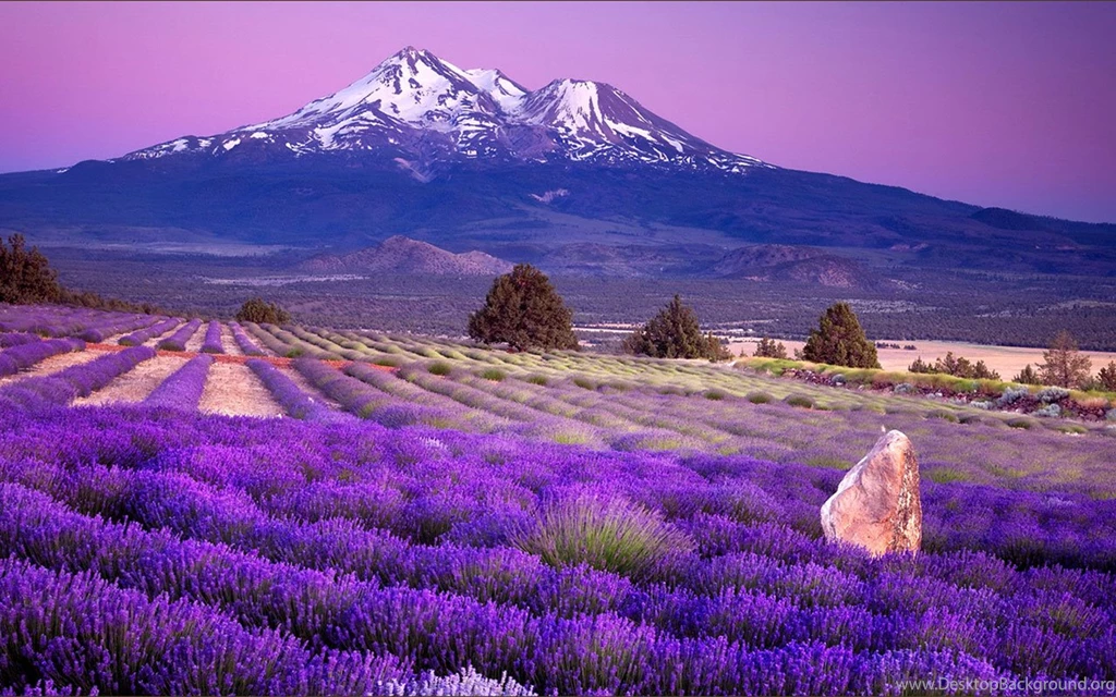 Waiting For Love Lavender Fields Of Photography Wallpapers 9 ...