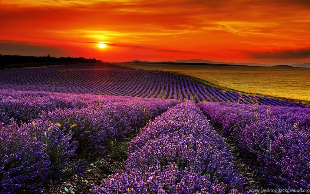 Lavender Field Wallpapers 1920x1080px
