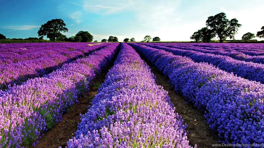 Lavender Fields HD Wallpapers 4   Wallpapers Z