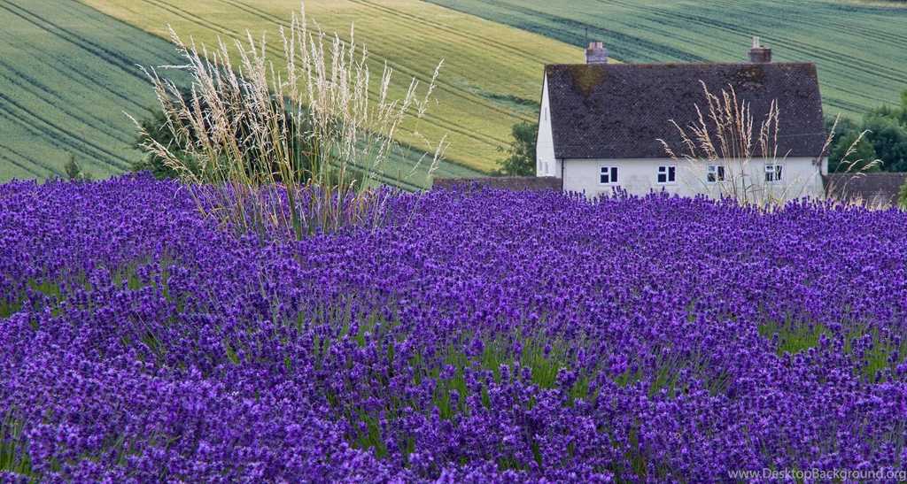 House Lavender Field Ears Wallpapers
