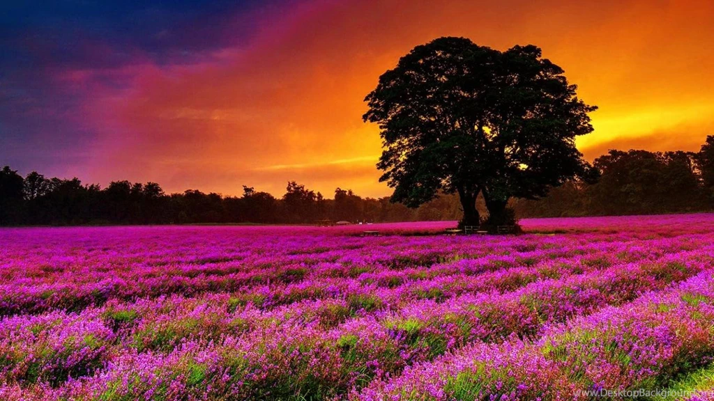 Lavender Field (