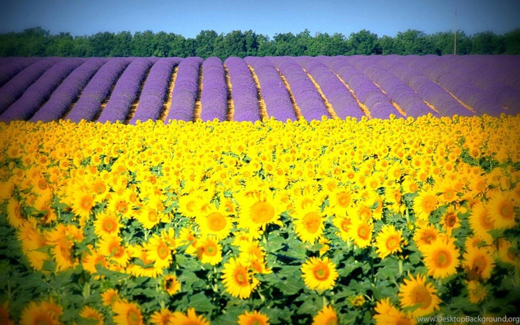 Sunflowers And Lavender Fields (