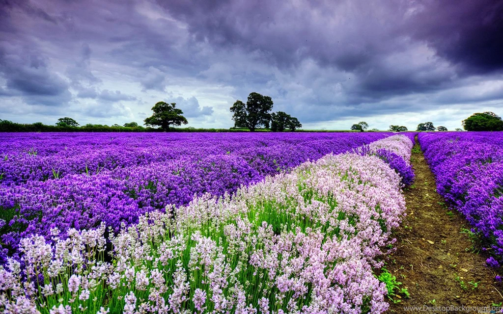 Waiting For Love Lavender Fields Of Photography Wallpapers 12 ...