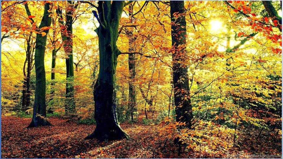 Don Seasonal Wallpapers   Android Apps On Google Play