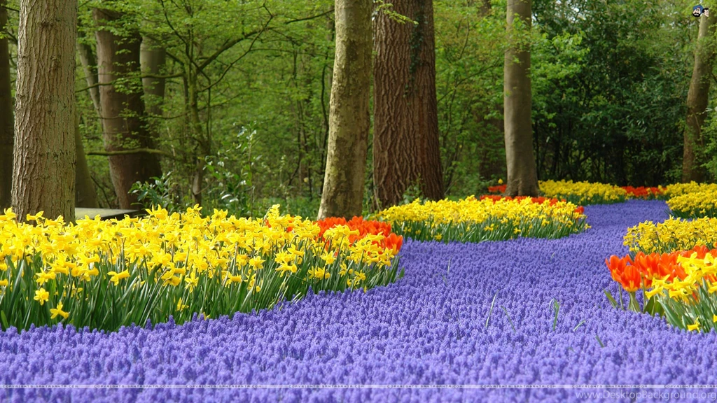 Tulips 27a.jpg