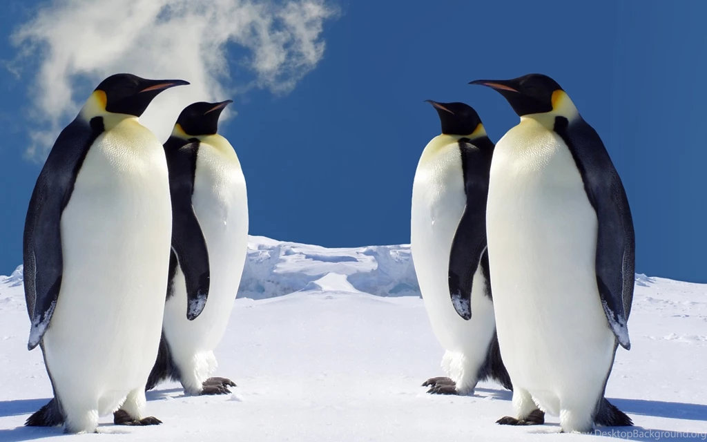 Penguin Wallpapers