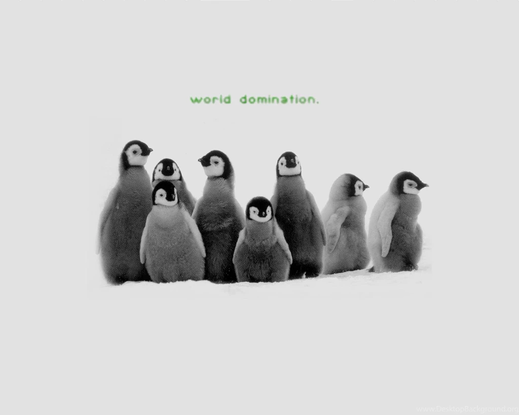 186 Penguin HD Wallpapers