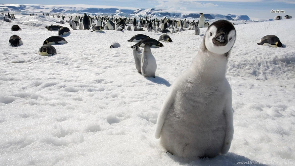 Wallpapers Pinguin Batman Penguin Chick Animal 1366x768