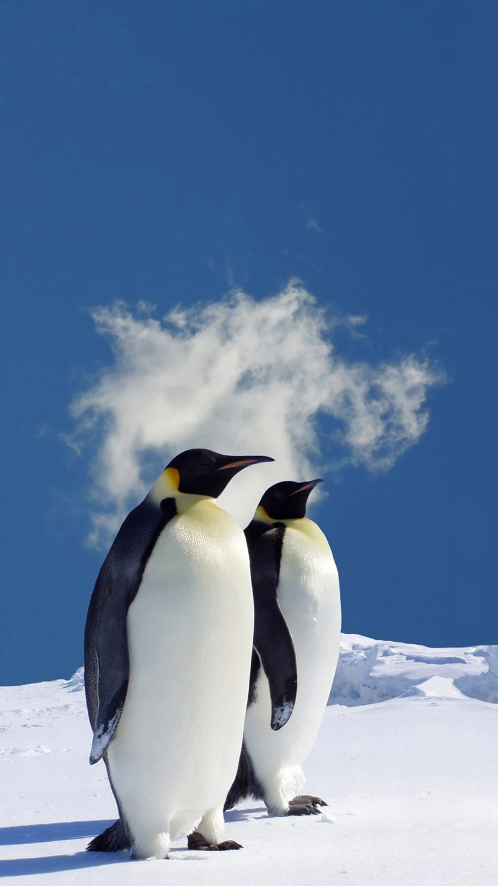 Animal Galaxy S4 Wallpapers Hd