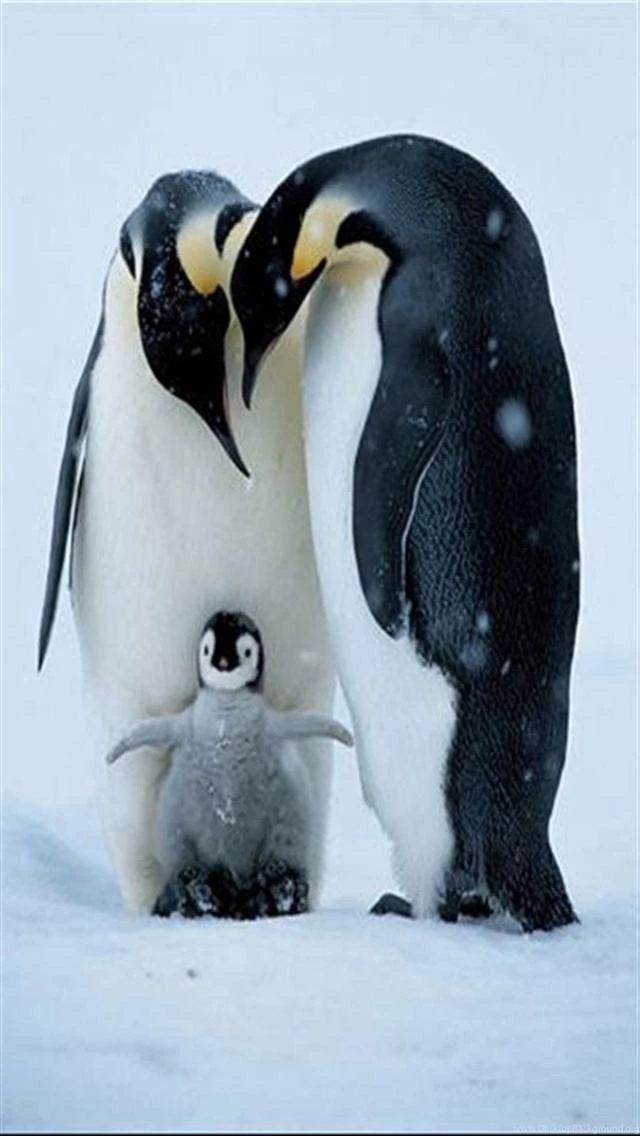 Penguin Without A Suit Animal iPhone Wallpapers, iPhone 5(s)/4(s ...