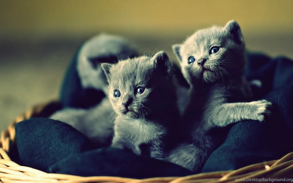 Lovable Blue Russian Kittens : Desktop And Mobile Wallpapers : Wallippo