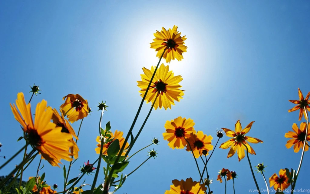 Nature Wallpapers For Your PC   Webmaster Forum