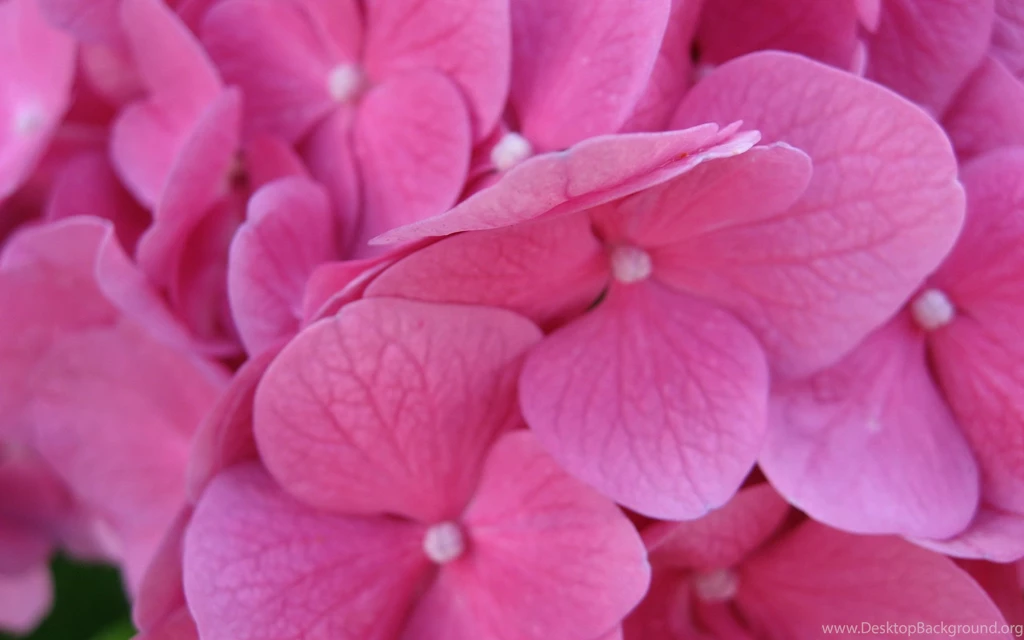 Flower, Wallpaper, Widescreen, Backgrounds (