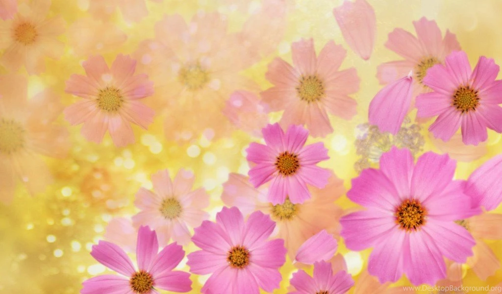 Flowers Backgrounds Flower Wallpaper Images Of Flower 20