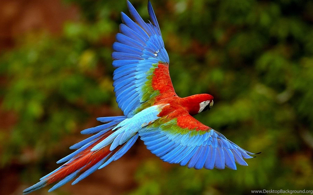 Color: Most Amazing Colors Of The World