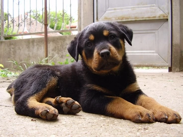 German Rottweiler Puppy Pictures