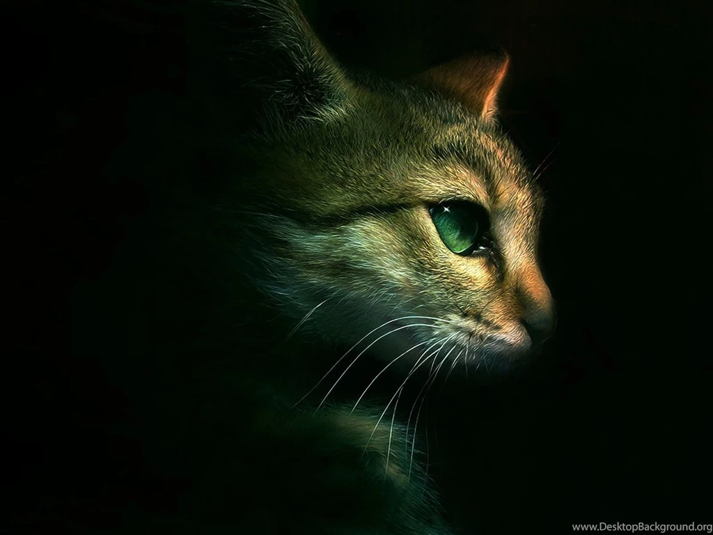 Warrior Cats Wallpapers Desktop Wallpapers Cave