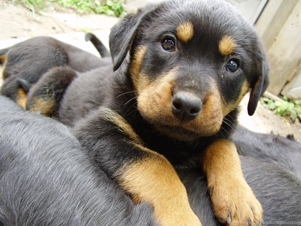 Rottweiler Puppies For Sale 3 Cool Hd Wallpapers ...