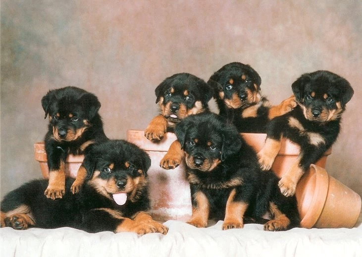 26 Photos Prove Rottweilers Are Most Awesome Breed EVER