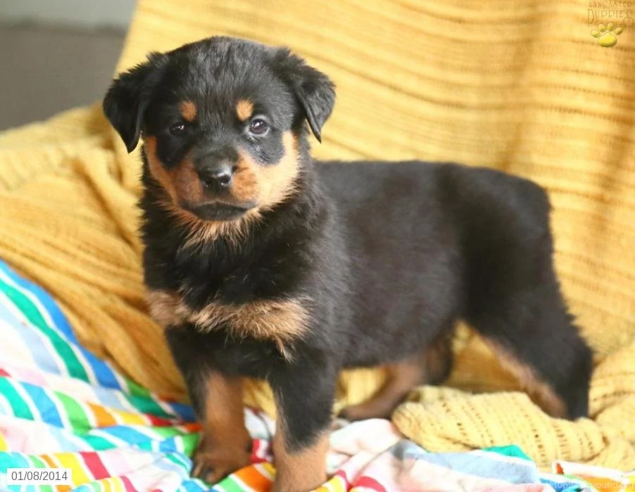 Rottweiler Puppies For Sale 30 High Resolution Wallpapers ...