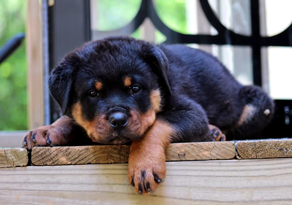 Rottweiler Puppies