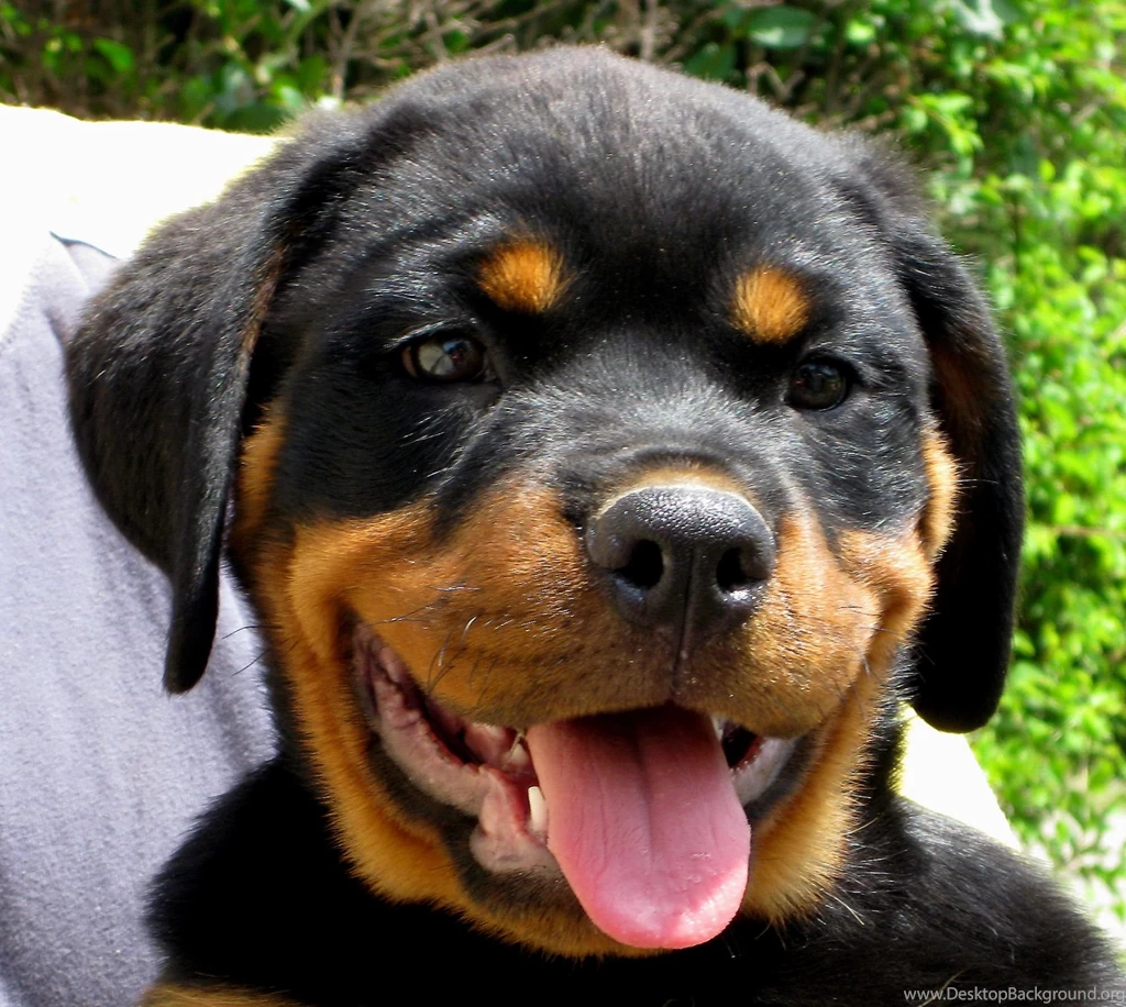 Rottweiler Puppies
