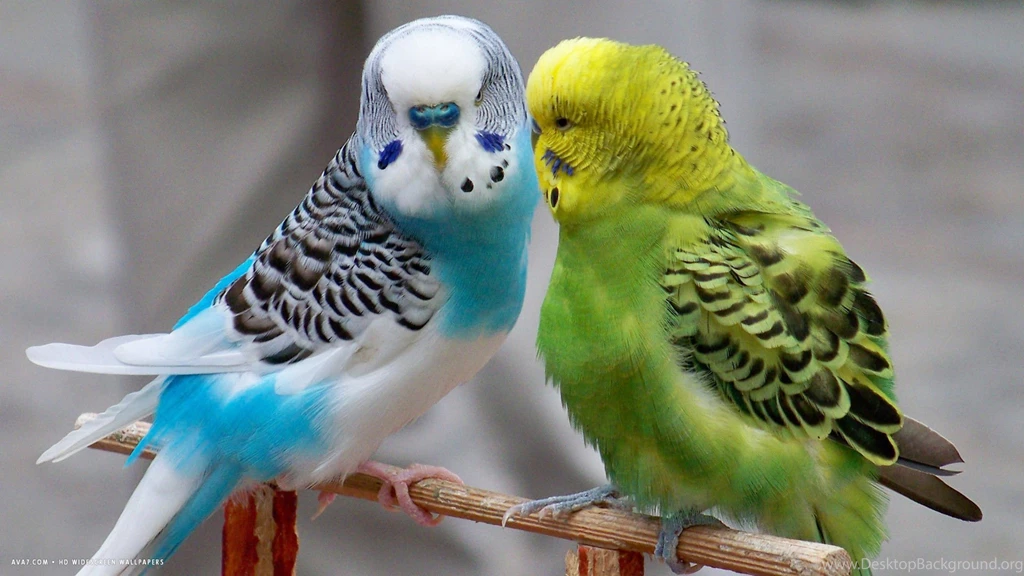 Budgie Wallpapers