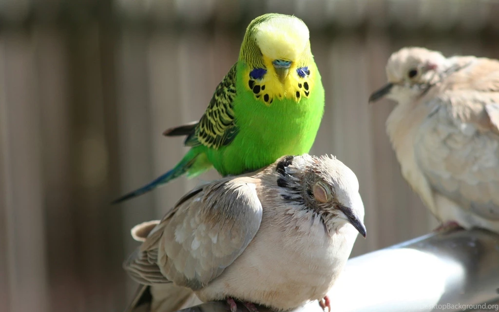 Budgie Love Wallpapers