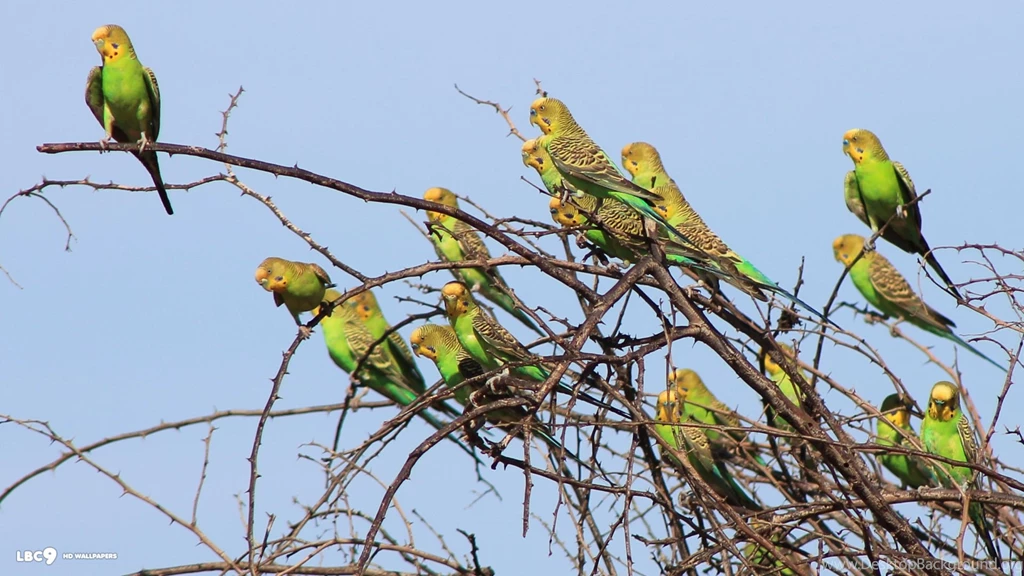 Flock Of Budgie Budgies Wallpapers (36931302) Fanpop