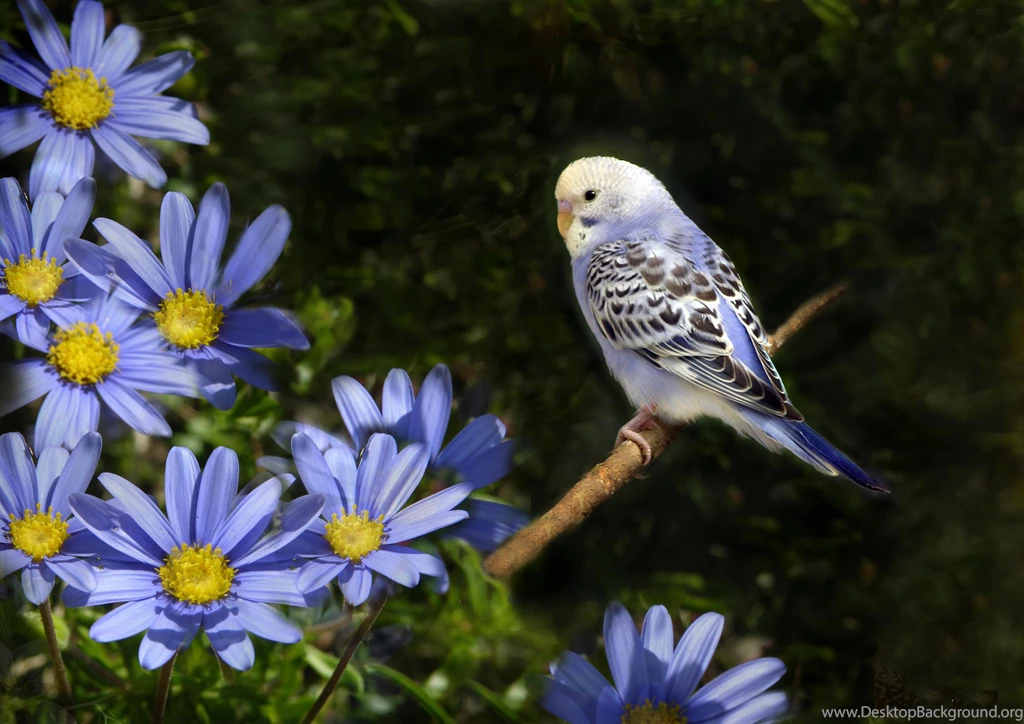 Budgerigar Desktop Wallpapers   HD Wallpaper Backgrounds Of Your ...