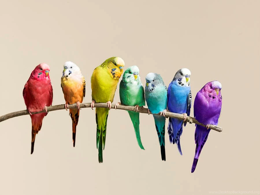 Flock Of Budgies   Budgies Wallpapers (36931331)   Fanpop