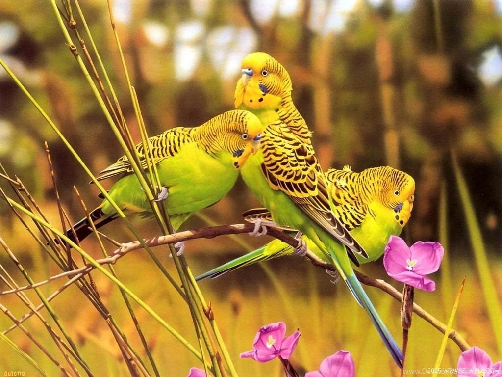 Type Parrot Flowers Budgie Feathers Nature Bird Yellow Green Black ...