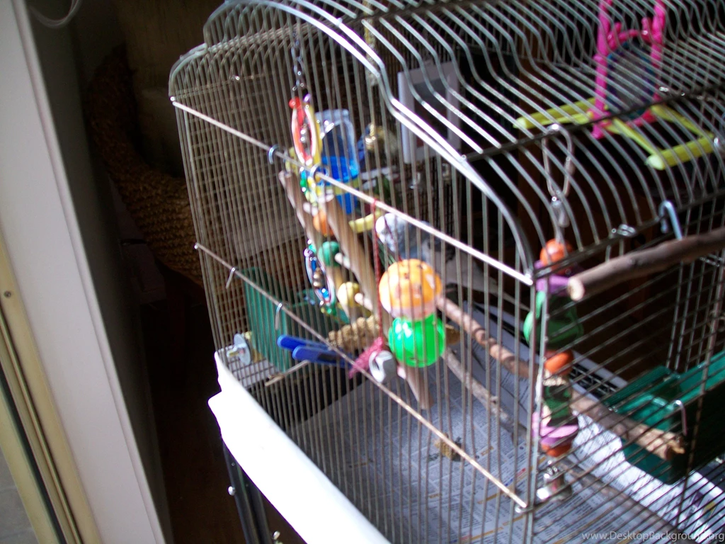 My Pet Budgie Sam Budgies Wallpapers (36931355) Fanpop