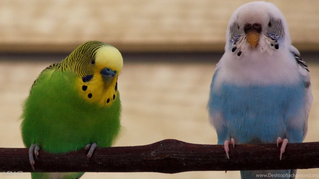 Budgie Budgerigars Birds Parrots Resting